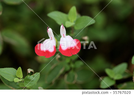 櫻桃鼠尾草熱嘴唇 35767020