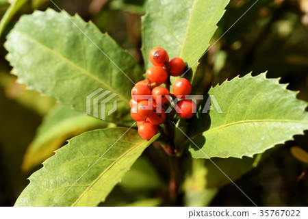 Green tea fruit 35767022