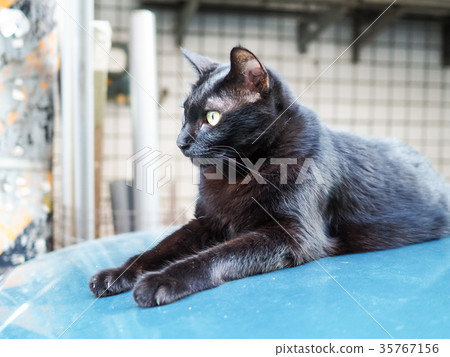 Black cat on the roof 35767156