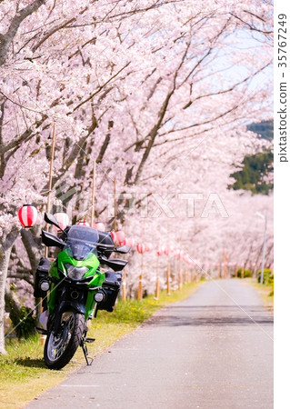 Cherry blossom trees (Otagawa Sakurazutsu) Cherry blossom trees (Otagawa Sakurazutsu) 35767249