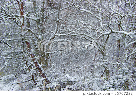 Snow falls on a deciduous forest Minamisoma City, Fukushima Prefecture 35767282
