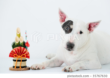 鬥牛梗和Kadomatsu 35767630