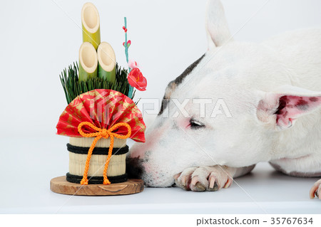Bull terrier and Kadomatsu 35767634