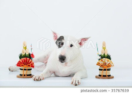 Bull terrier and Kadomatsu Bull terrier and Kadomatsu 35767639