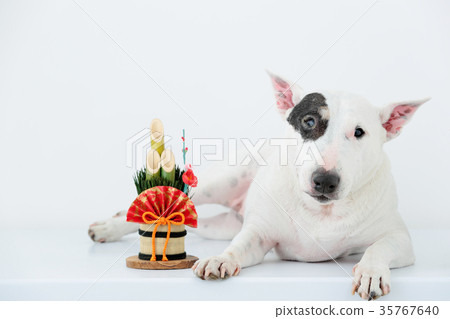 Bull terrier and Kadomatsu 35767640