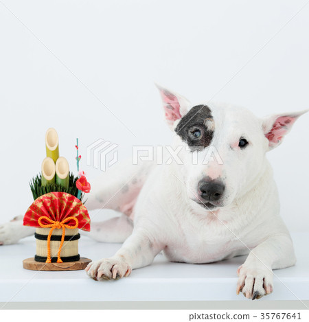 Bull terrier and Kadomatsu Bull terrier and Kadomatsu 35767641