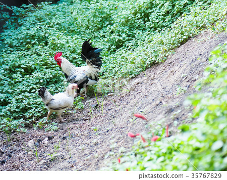 Grazing chicken 35767829