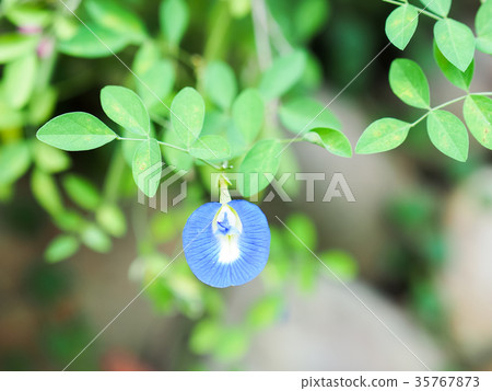 小花 小花 35767873