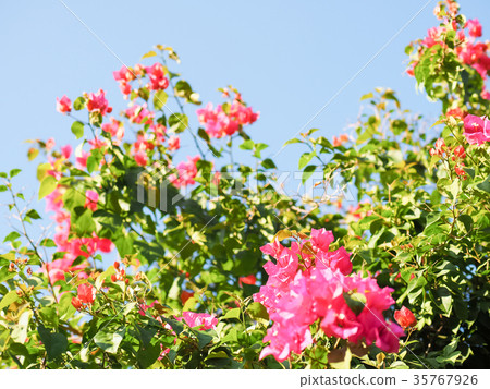Bougainvillea Bougainvillea 35767926