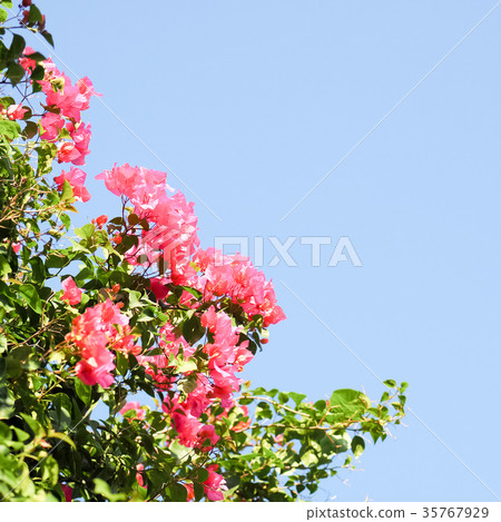 Bougainvillea Bougainvillea 35767929