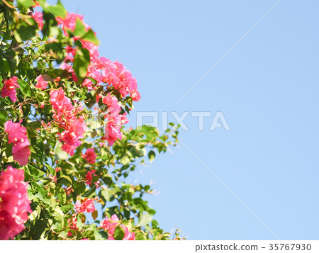 Bougainvillea Bougainvillea 35767930