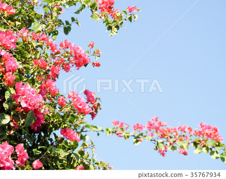 Bougainvillea Bougainvillea 35767934