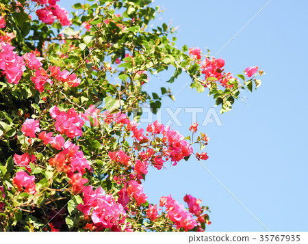 Bougainvillea Bougainvillea 35767935