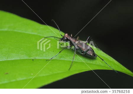 東京角羊 35768258