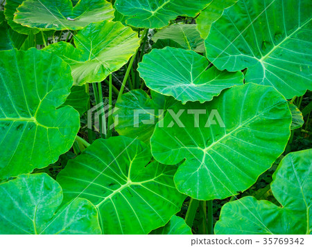 Caladium leaves 35769342