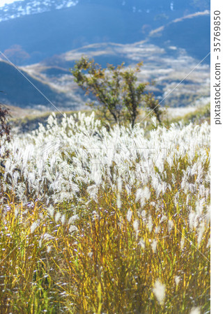 Tonomine Plateau　 35769850