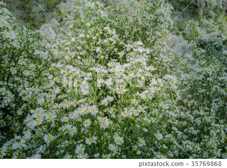 colorful flowers decoration at flower market. 35769868