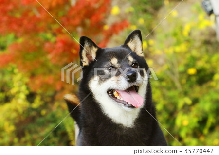 Shiba Inu Shiba Inu 35770442