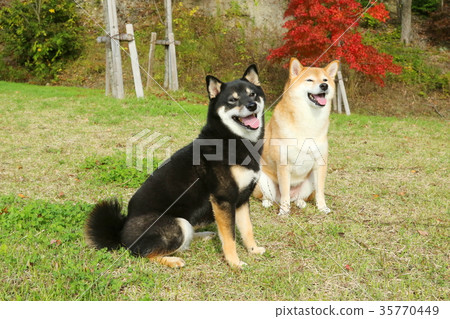 Shiba Inu Shiba Inu 35770449