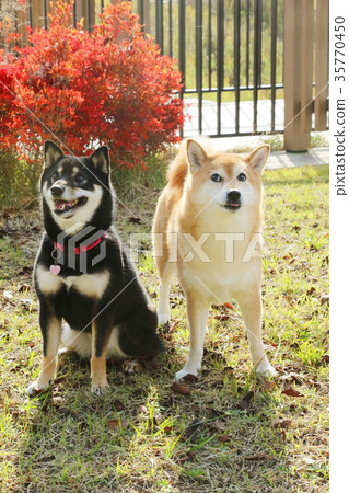 Shiba Inu 35770450