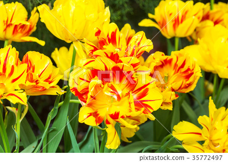 tulip yellow flowers tulip yellow flowers 35772497