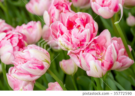 Pink tulip in the field Pink tulip in the field 35772590