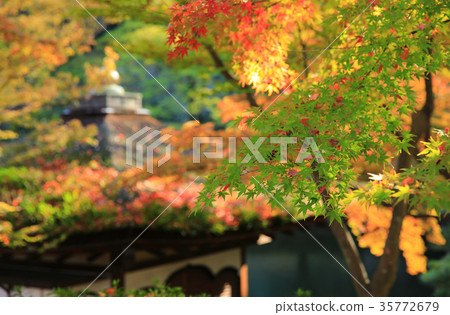 Wakayama Castle Red leaves garden garden 35772679