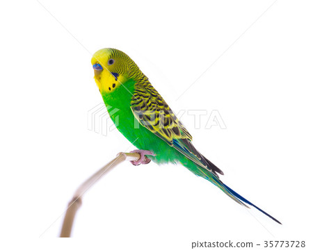 green budgie 35773728