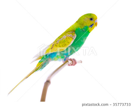 budgie budgie 35773733