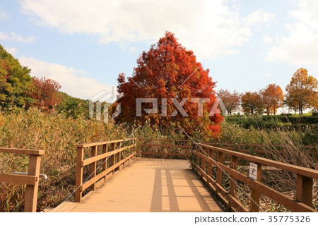 秋葉“Rakusho”大阪府枚方市,Yamadaike公園 秋葉“Rakusho”大阪府枚方市,Yamadaike公園 35775326