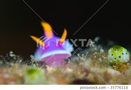 灰姑娘努士 灰姑娘努士 35776118