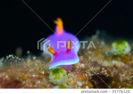 Cinderella Nuushi 35776120