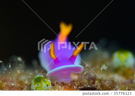 灰姑娘努士 35776121