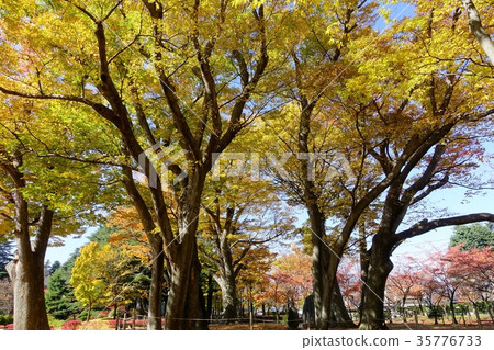 Agata no Mori公園黃色葉子的櫸樹 35776733