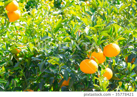 A type of tangerine, a citrus fruit *I do not know the type well, please use as an image A type of tangerine, a citrus fruit *I do not know the type well, please use as an image 35778421