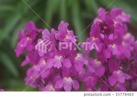 Goldfish Goldfish 35778483