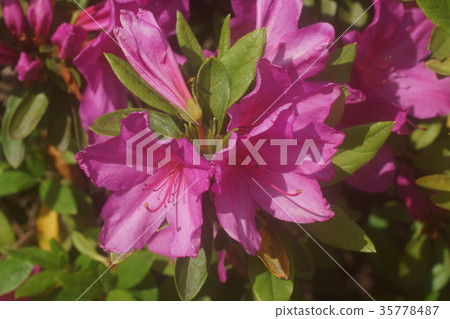 Azalea Azalea 35778487
