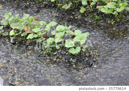 Wasabi field 35778614
