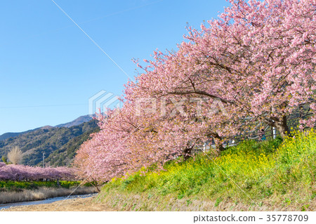 Kawazu cherry blossoms cherry blossoms early in bloom Izu Shizuoka Sakura cherry blossoms image material copy space background material characters 35778709