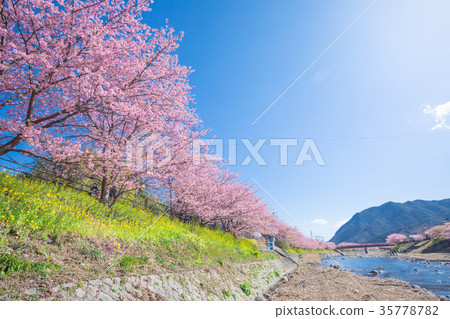 Kawazu cherry blossoms cherry blossoms early in bloom Izu Shizuoka Sakura cherry blossoms image material copy space background material characters Kawazu cherry blossoms cherry blossoms early in bloom Izu Shizuoka Sakura cherry blossoms image material copy space background material characters 35778782