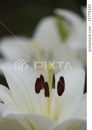 百合 百合 35779103