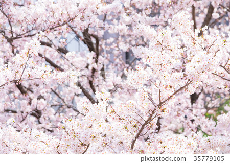 Somei Yoshino Someiyoshi櫻花盛開的櫻花櫻花櫻花Somei Yoshino複製空間人物空間 Somei Yoshino Someiyoshi櫻花盛開的櫻花櫻花櫻花Somei Yoshino複製空間人物空間 35779105