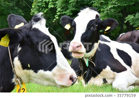 Ranch cattle 35779159