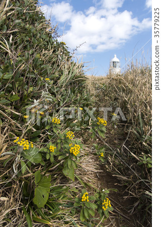 Isogiku Isogiku 35779225