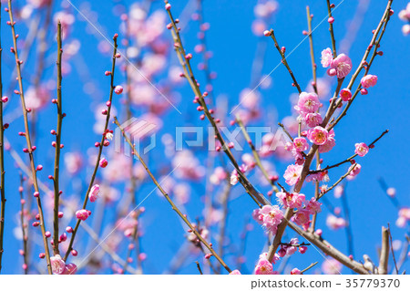 Plum plum forest plum forest lots of flowers spring sightseeing spots Atami sights sight sky red plum pink 35779370