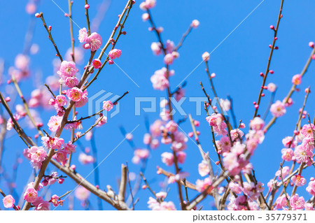 Plum plum forest plum forest lots of flowers spring sightseeing spots Atami sights sight sky red plum pink 35779371