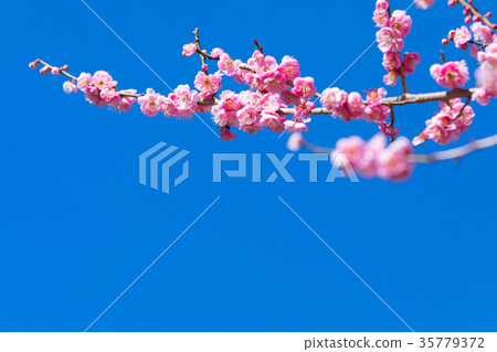 Plum plum forest plum forest lots of flowers spring sightseeing spots Atami sights sight sky red plum pink 35779372