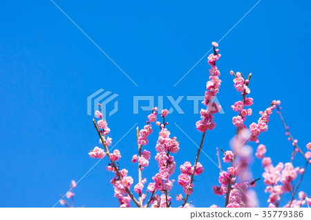 梅花梅花林梅林花卉春天觀光景點熱海景點天空紅梅花粉紅色 梅花梅花林梅林花卉春天觀光景點熱海景點天空紅梅花粉紅色 35779386