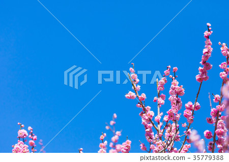 梅花梅花林梅林花卉春天觀光景點熱海景點天空紅梅花粉紅色 梅花梅花林梅林花卉春天觀光景點熱海景點天空紅梅花粉紅色 35779388