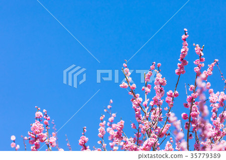 Plum plum forest plum forest lots of flowers spring sightseeing spots Atami sights sight sky red plum pink Plum plum forest plum forest lots of flowers spring sightseeing spots Atami sights sight sky red plum pink 35779389